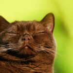 Close-up of a Burmese cat peacefully sleeping with eyes closed against a yellow-green background.