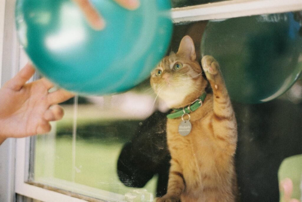 Playful tabby cat interacting with a green balloon through a window, exhibiting curiosity and fun.