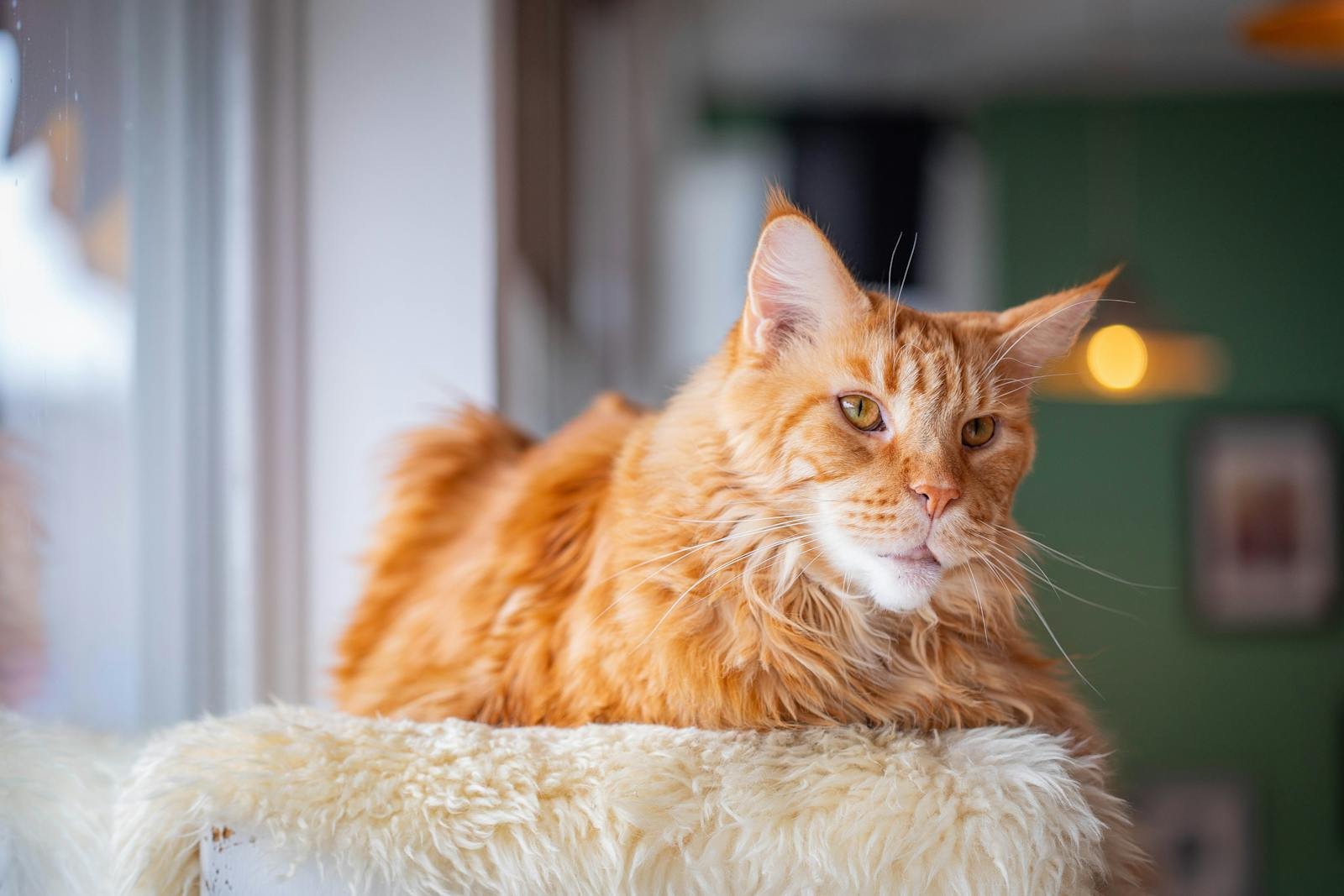 Close-up of a Maine Coon cat relaxing indoors on a plush surface, showing its fluffy fur and keen expression.