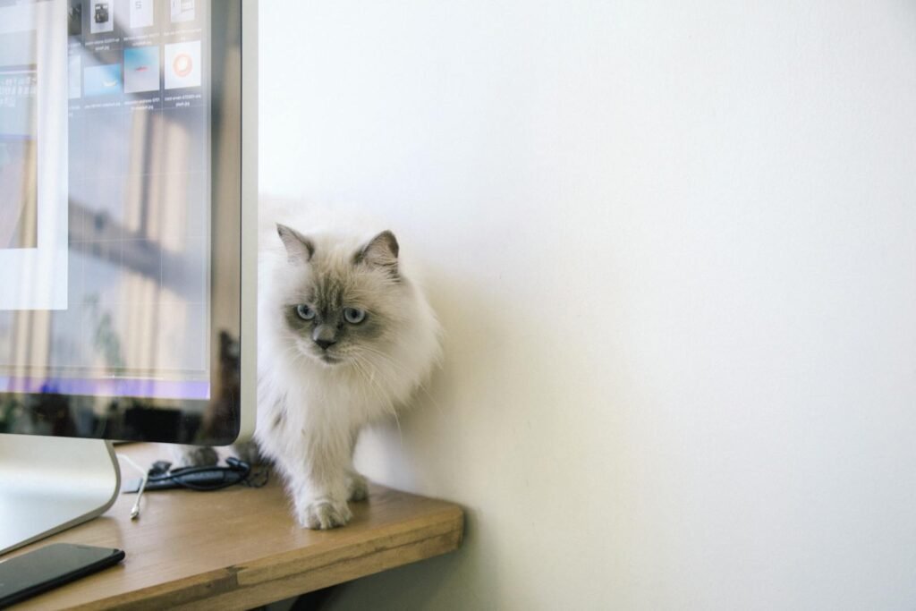 A fluffy grey and white cat peeking from behind a computer monitor indoors.
