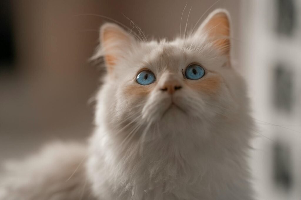 Adorable Birman cat with striking blue eyes looking upwards in a soft focus indoor setting.