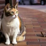 A calico cat with green eyes sits attentively on a brick pavement in Hong Kong.