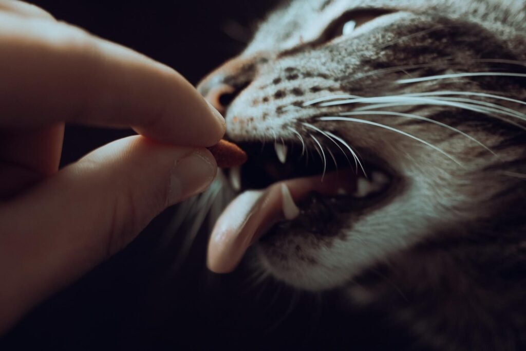Adorable tabby cat enjoys a treat, highlighting whiskers and fur in this close-up pet photography.