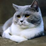 Cute grey and white domestic cat relaxing indoors on a sofa, showcasing its distinct features and soft fur.