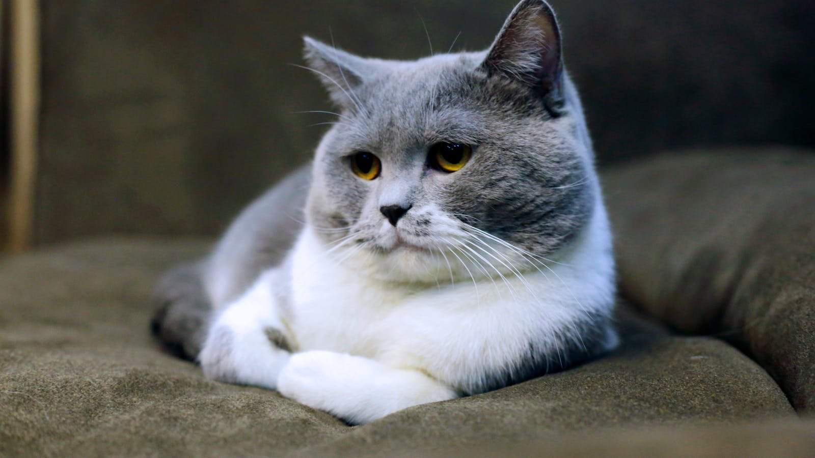 Cute grey and white domestic cat relaxing indoors on a sofa, showcasing its distinct features and soft fur.