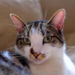 A Behavioral Deep Dive