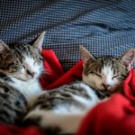 Social and Friendly Cat