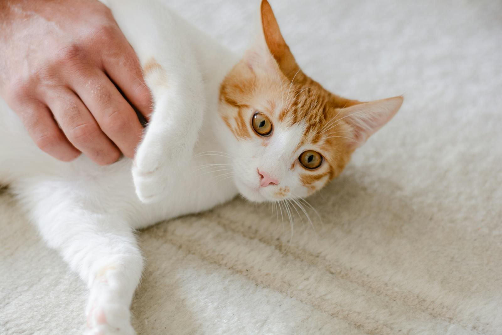 A cute ginger and white domestic cat enjoying a gentle petting on a soft carpet.