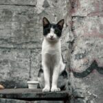 A black and white stray cat sits on a platform against a graffiti-covered wall, showcasing urban life.