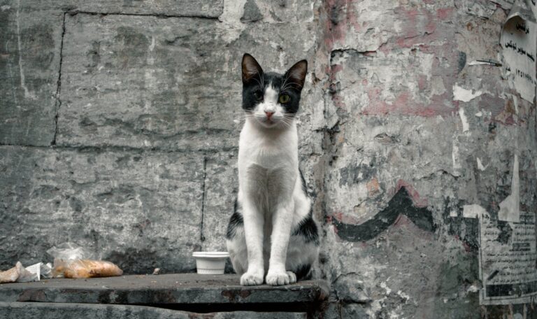 A black and white stray cat sits on a platform against a graffiti-covered wall, showcasing urban life.