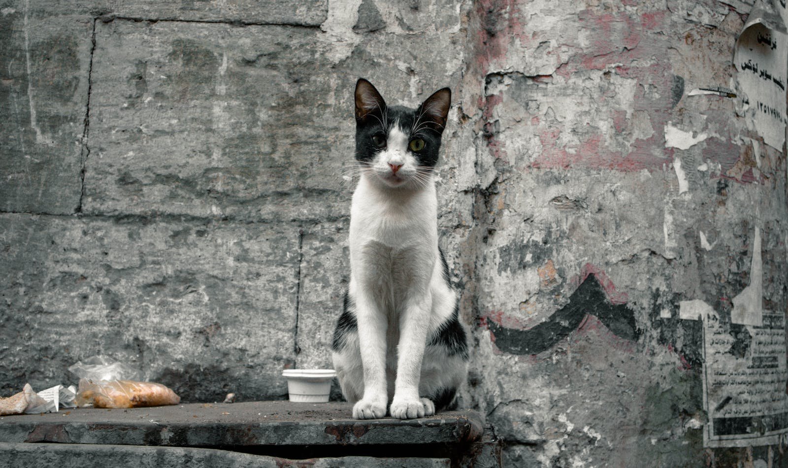 A black and white stray cat sits on a platform against a graffiti-covered wall, showcasing urban life.