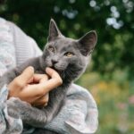 Charming portrait of a grey cat playfully nibbling on a woman's hand, enjoying a sunny day outdoors.
