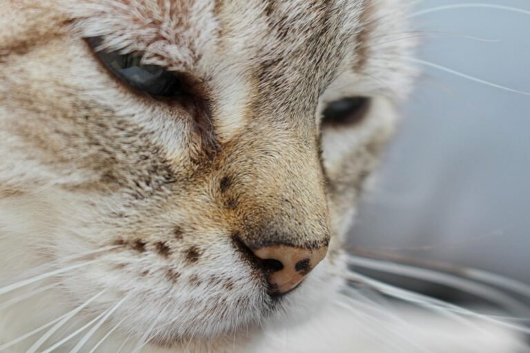 Detailed close-up of a cat's face showcasing its whiskers and fur texture.