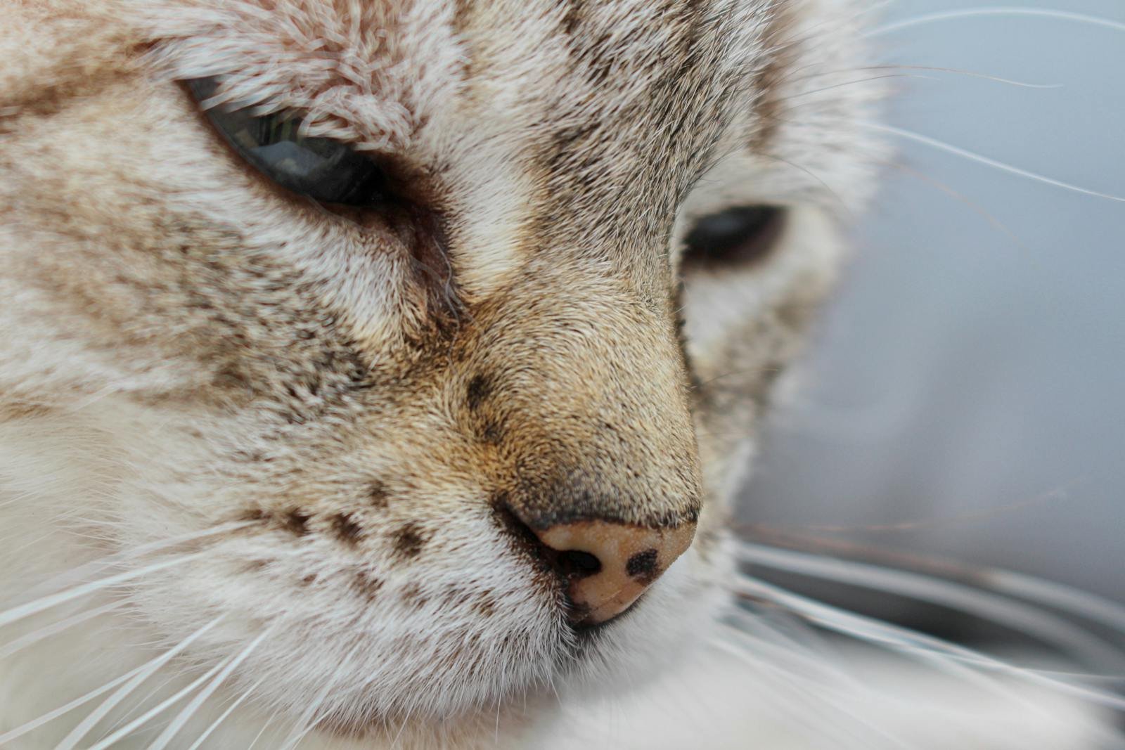 Detailed close-up of a cat's face showcasing its whiskers and fur texture.