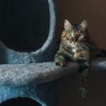 A content tabby cat lounges on a plush cat tree, casting a curious gaze indoors.
