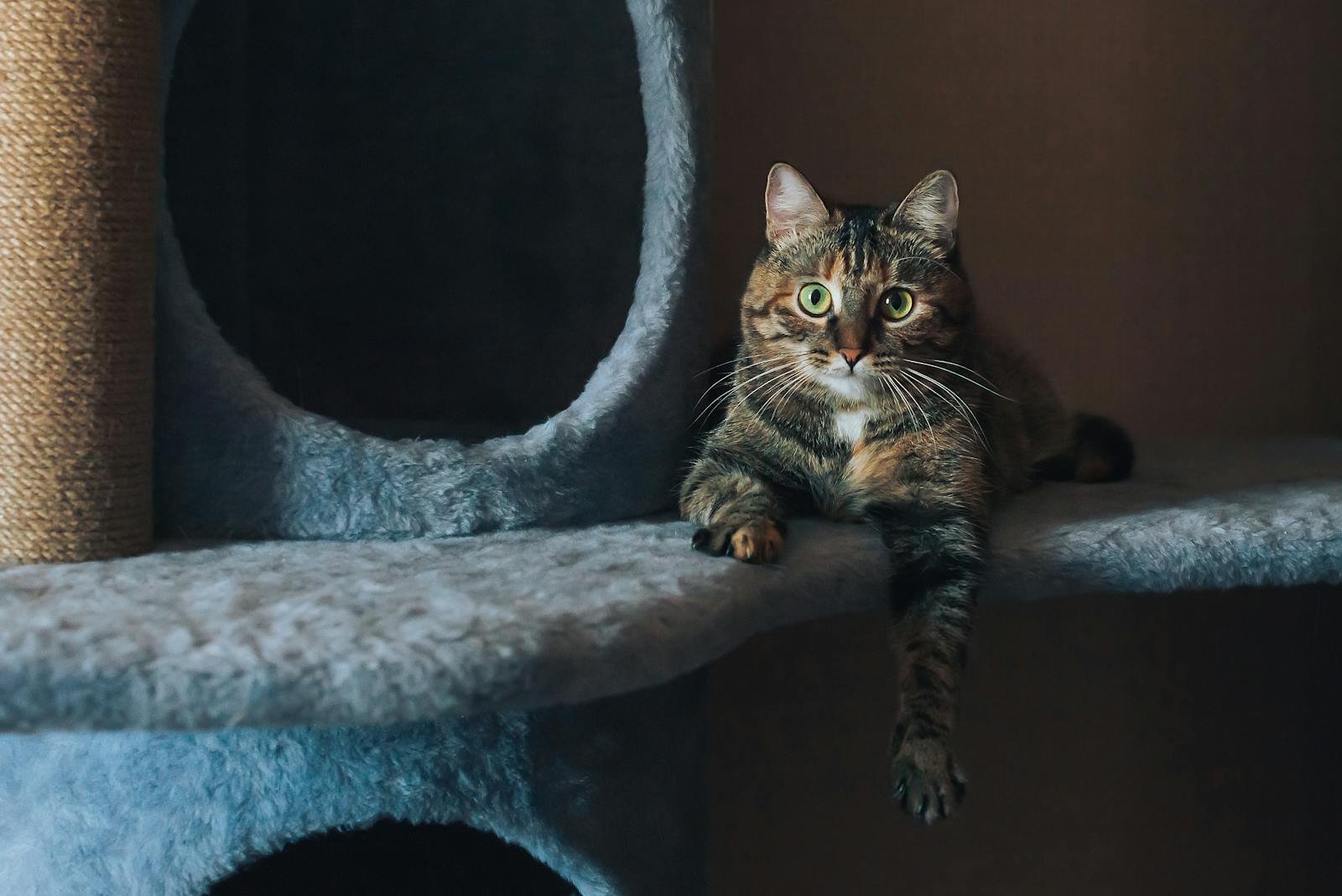 A content tabby cat lounges on a plush cat tree, casting a curious gaze indoors.