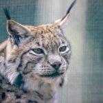 brown and black cat in cage