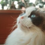 white and brown cat with blue eyes