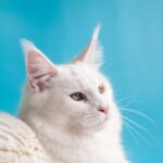 History of Domestic Cats
