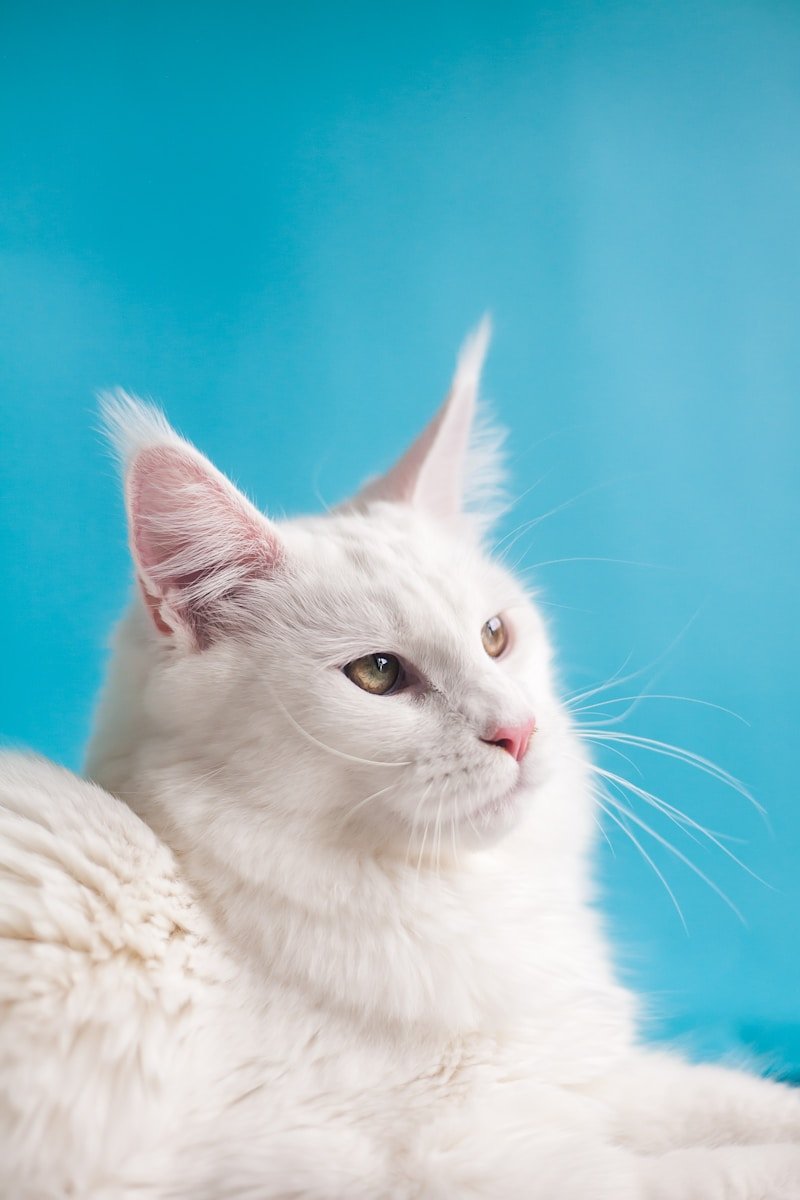 History of Domestic Cats