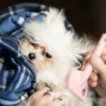 a woman holding a small white dog under a blanket