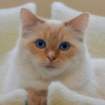 short-coated tan cat on brown pillow