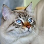 brown and white tabby cat
