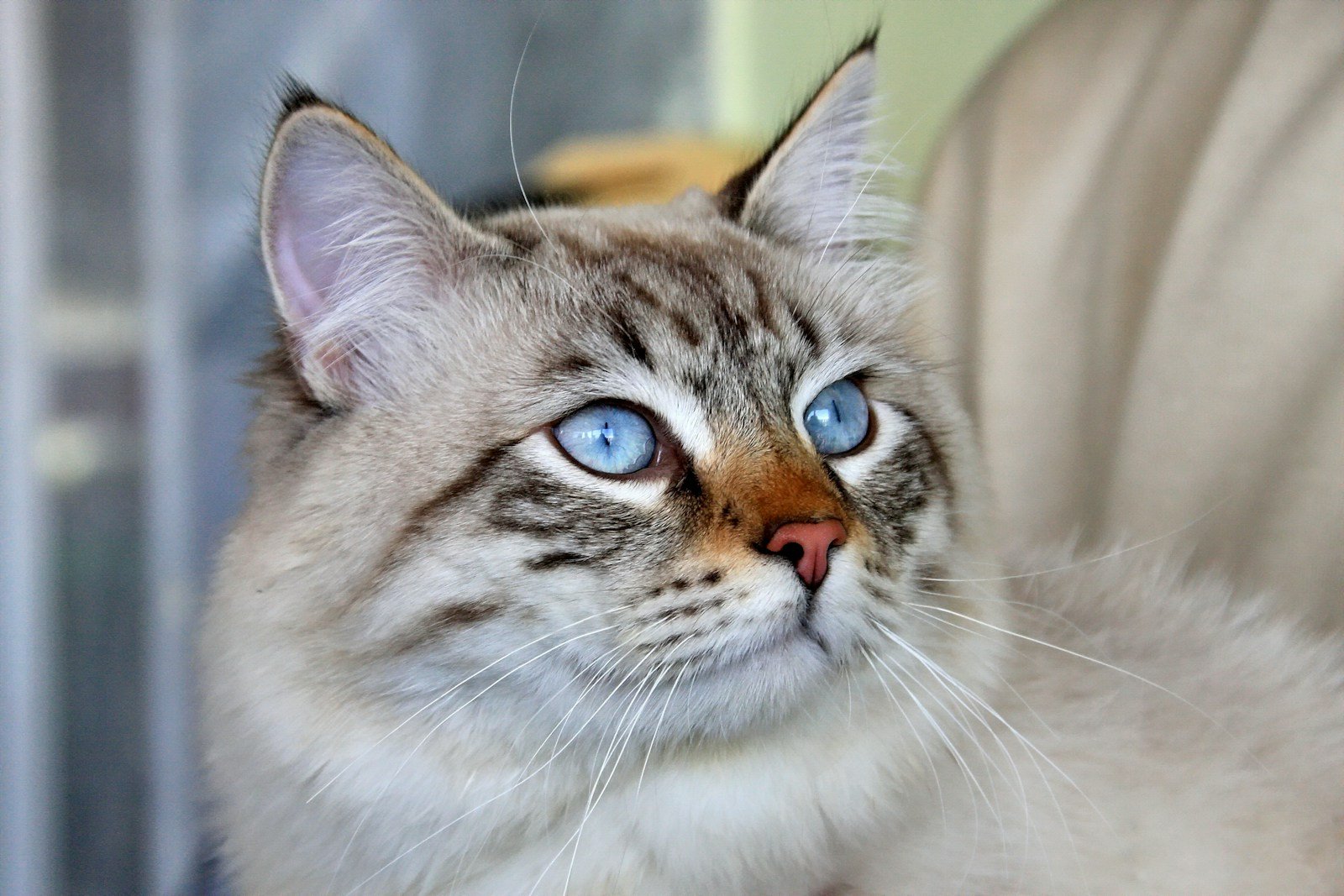 brown and white tabby cat