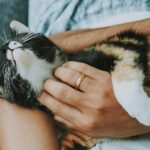 person holding white and black cat