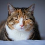 brown and white tabby cat
