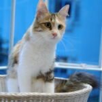 Cats Sometimes Ignore Their Owners