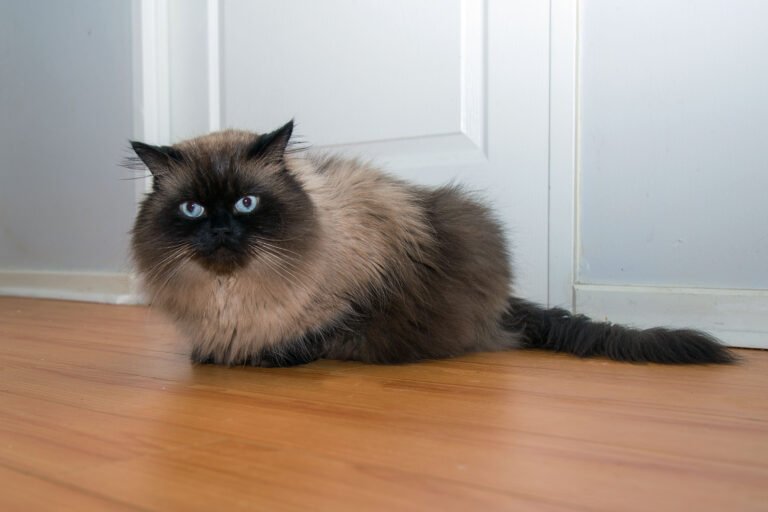 5 Signs Your Cat is Unhappy and 5 Things to Do About It
