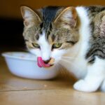 brown tabby cat on brown wooden table