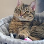 a cat is laying down in a cat bed