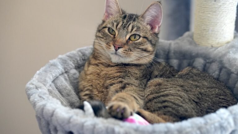 a cat is laying down in a cat bed