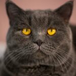 a cat with yellow eyes