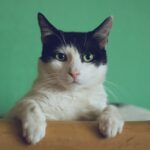 black and white cat lying on brown bamboo chair inside room