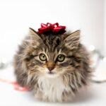 brown and white long fur cat with red ribbon