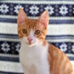 orange and white tabby cat
