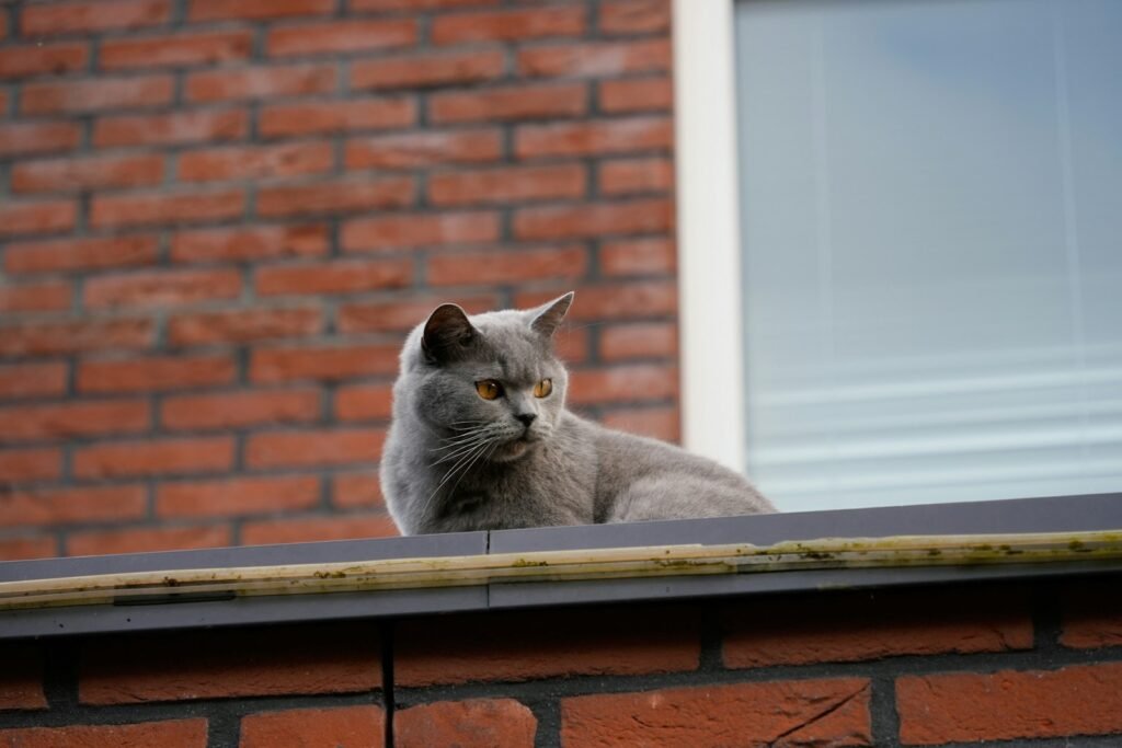 a gray cat sitting on top of a roof