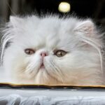 white persian cat lying on brown wooden table