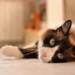 A black and white cat laying on the floor