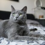 russian blue cat on white and blue textile