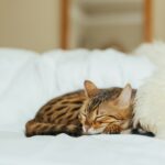 sleeping leopard kitten