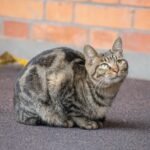 brown tabby cat on gray textile