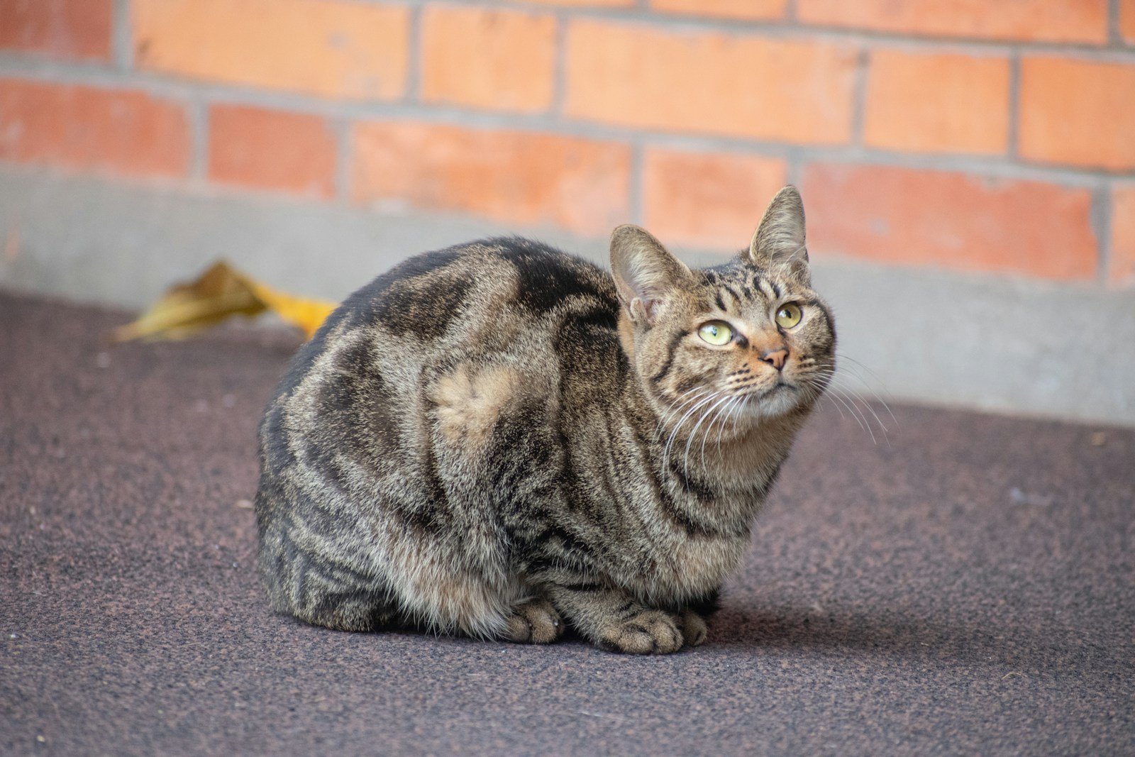 brown tabby cat on gray textile