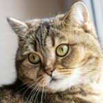 a close up of a cat with green eyes