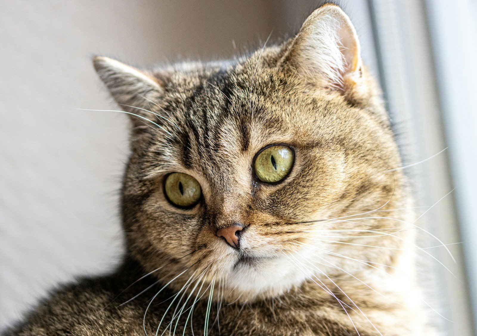 a close up of a cat with green eyes