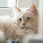 a white cat with blue eyes laying on a window sill