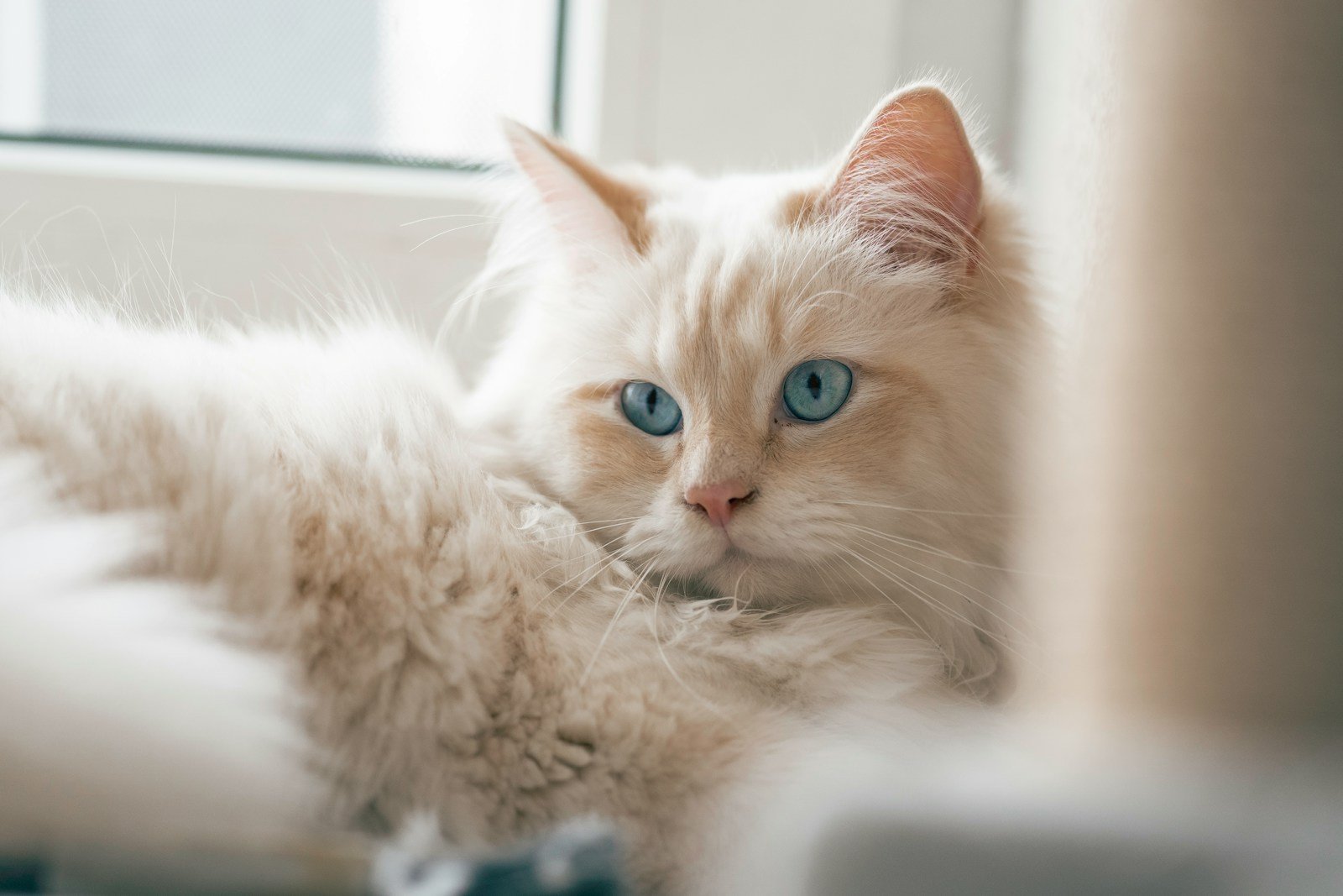 a white cat with blue eyes laying on a window sill